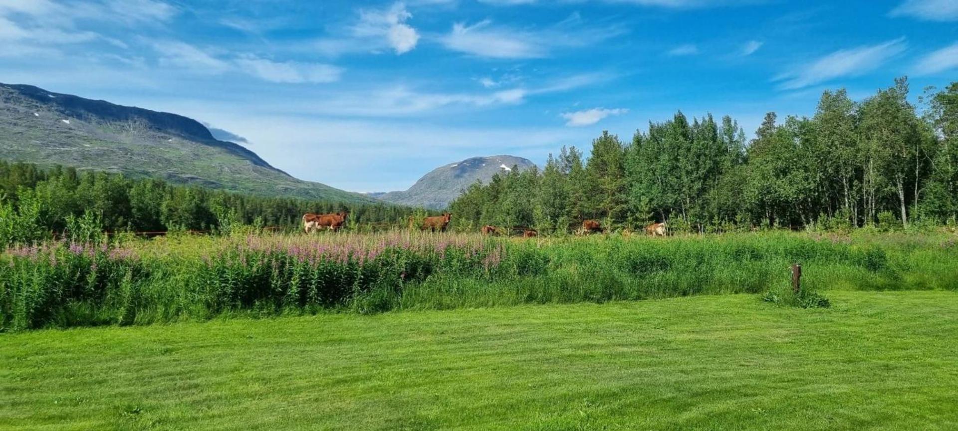 Potka Torfoss Gard, Hytte Utleie, Campingvogn Og Bobil Plasser מראה חיצוני תמונה